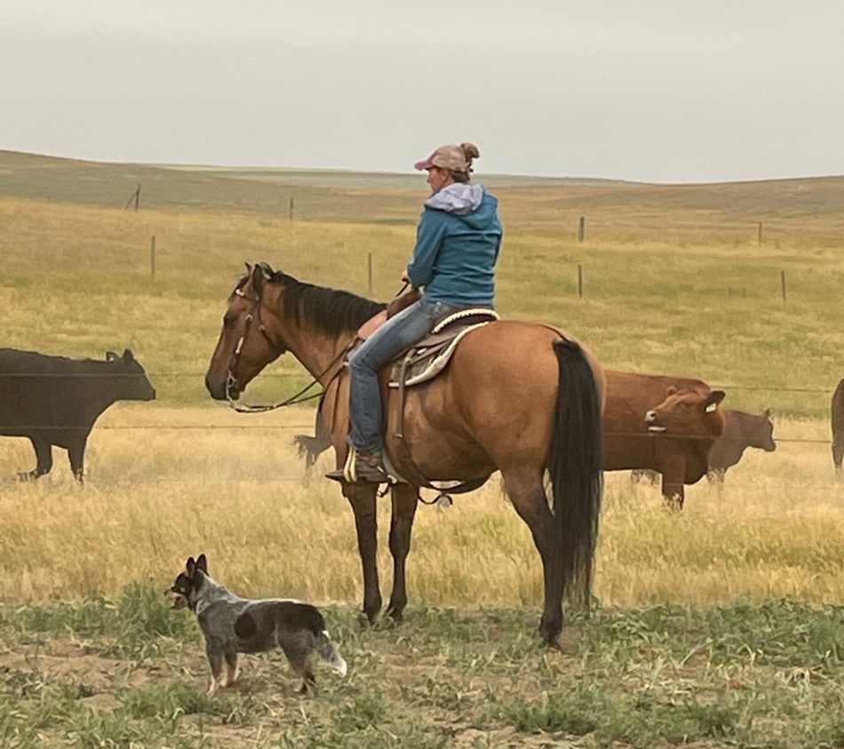 Partner Profile: Tompkins rancher breeds for long-term success ...