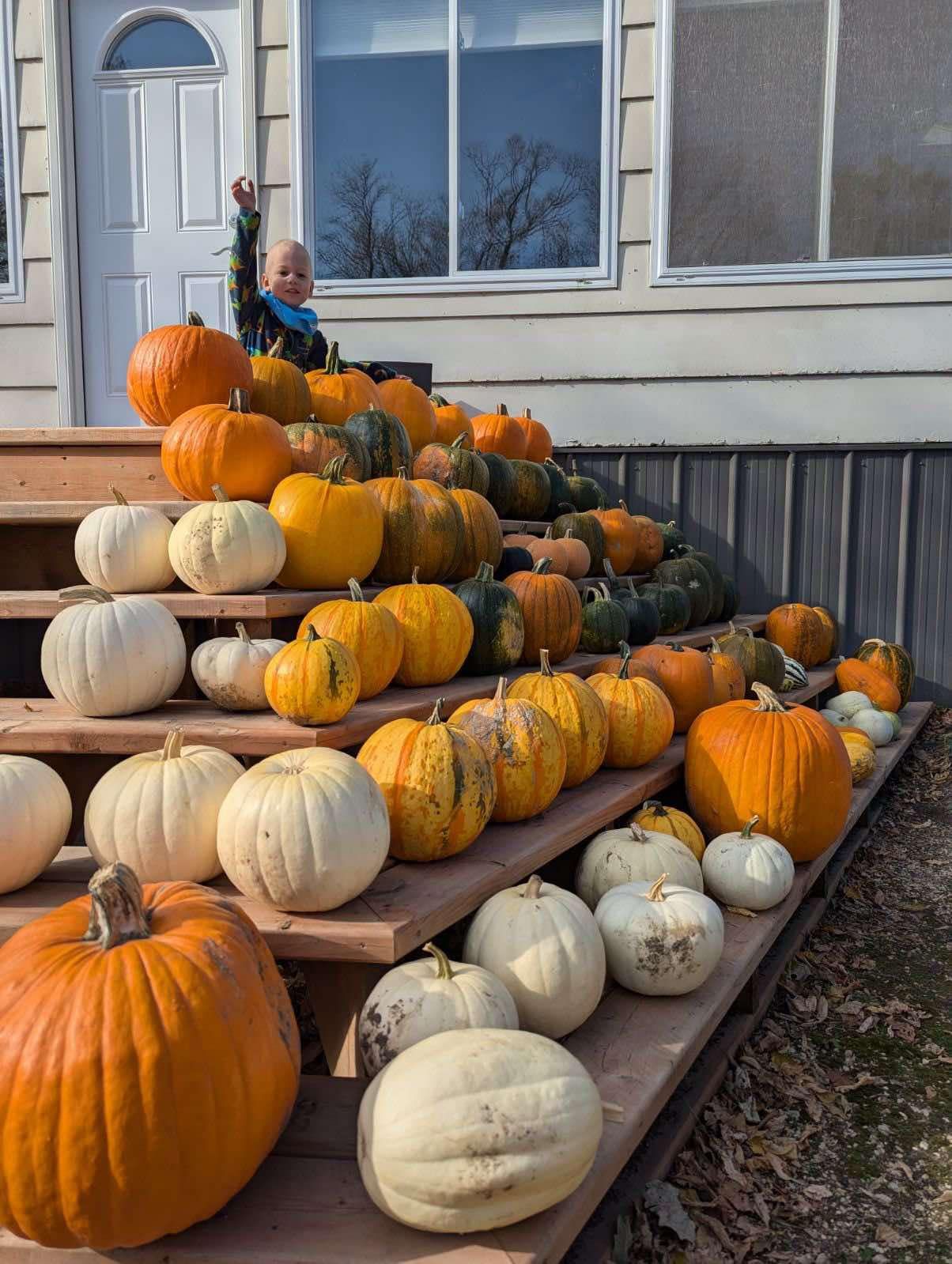 Jack-o'-lantern - Figure 1