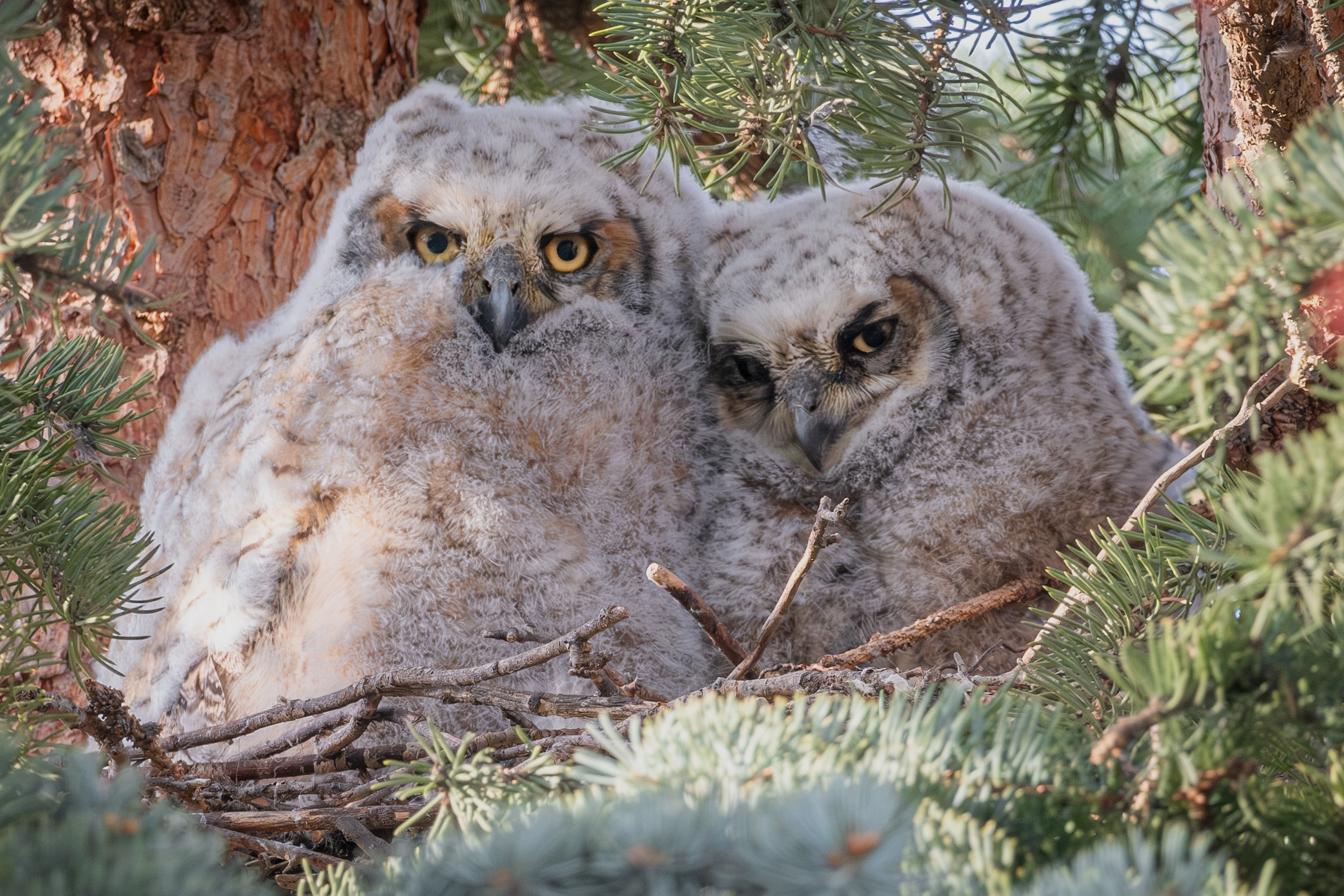 What to remember when observing, photographing owls - CochraneNow ...