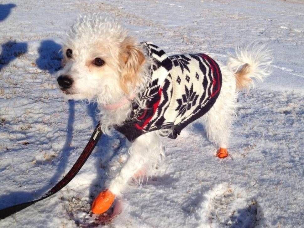 dog in booties