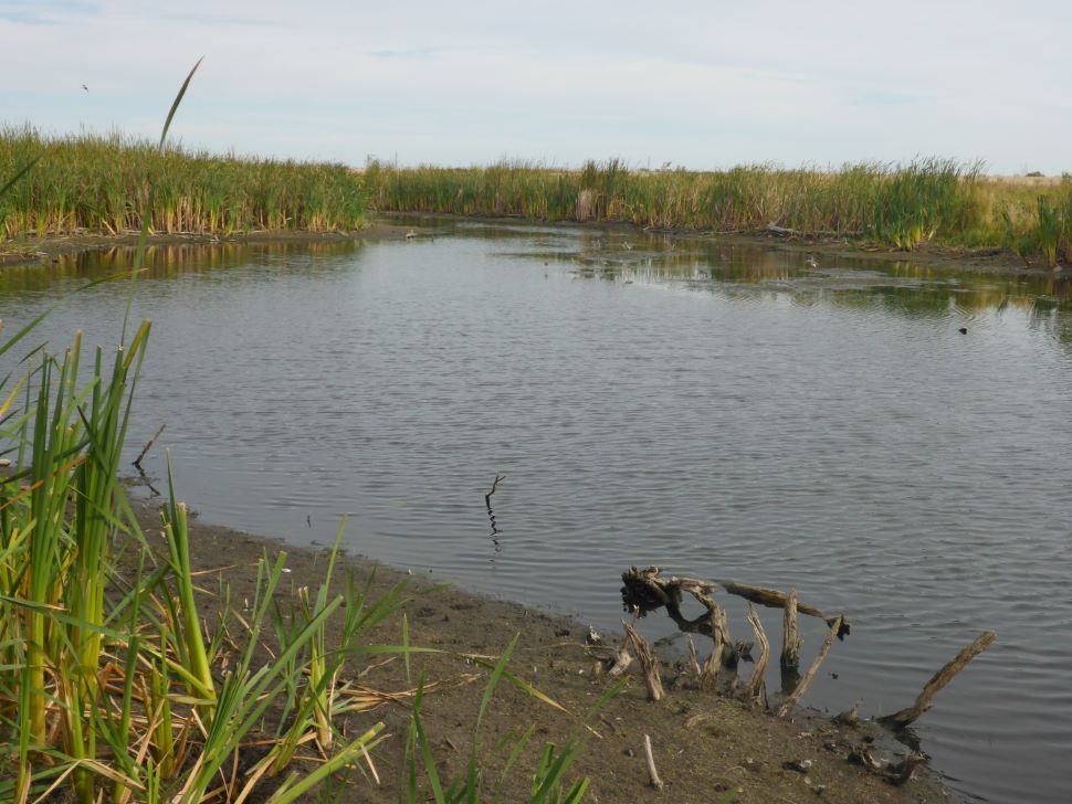 Wetlands are our multi-taskers - Happy World Wetlands Day Manitoba ...