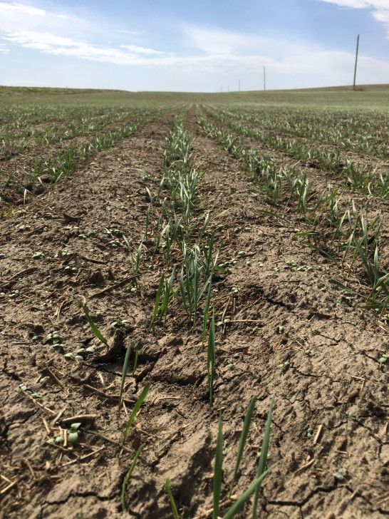 Rain delays seeding operations in southeast Saskatchewan ...